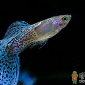 孔雀鱼的饲养环境-孔雀鱼如何饲养？