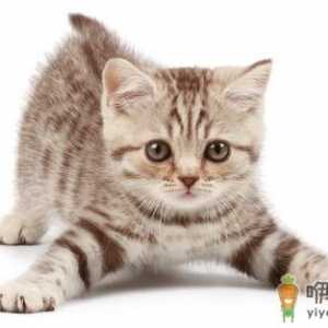 为何夏天热猫咪不爱吃饭？