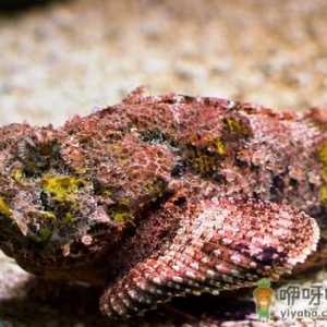 石头鱼的风水学应用-石头鱼的鱼缸摆放位置