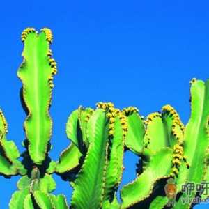 仙人掌的花语-仙人掌摆放的风水讲究