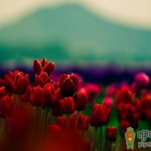 被誉为世界花后的郁金香 郁金香的象征意义及花语