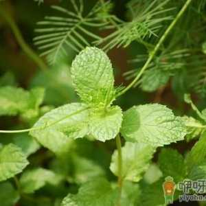薄荷对家居环境的影响-薄荷的多种用途