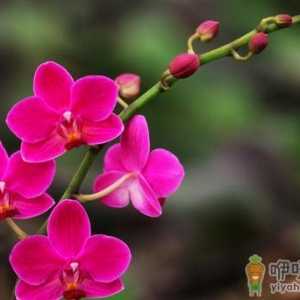 花卉缺素症是什么原因？