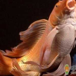 大正三色锦鲤的饲养环境-大正三色锦鲤怎么养？