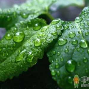 用植物驱赶蚊虫 有驱蚊虫效果的植物