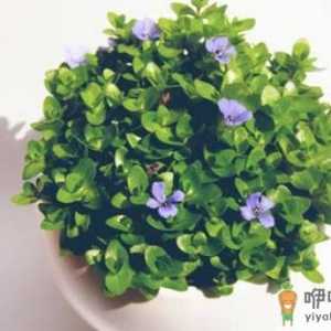 教你巧治盆栽花卉虫害的方法