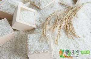 淘米水可以浇绿萝吗