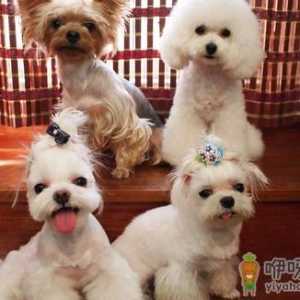 马尔济斯犬如何喂养？马尔济斯犬怎样训练？