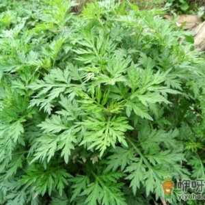 艾草对家居环境的影响-艾草的驱邪作用