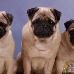 八哥犬多少钱一条？八哥犬如何喂养