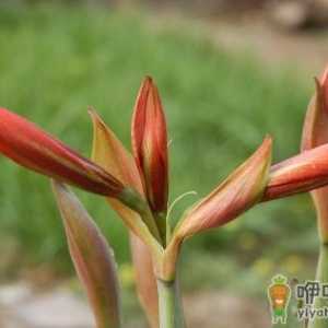 对人体健康不利的花卉有哪些？