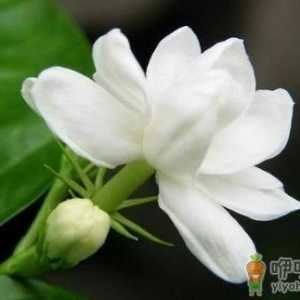 花盆里有虫蚁怎么办？