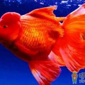 家中养鱼需要常备什么药？
