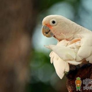 戈芬氏凤头鹦鹉的简介 戈芬氏凤头鹦鹉的产地