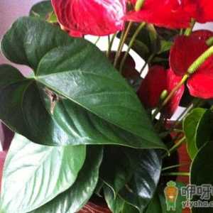 红掌叶子发黄是什么原因？红掌的养殖方法