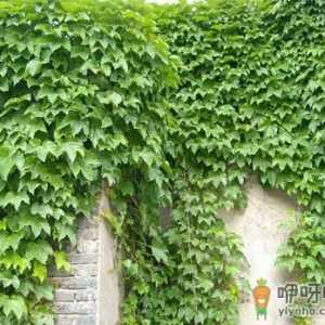 爬山虎的养护方法-爬山虎对家居环境的作用