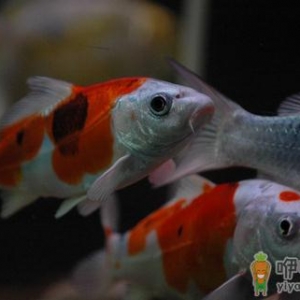 花纹皮光鲤的特征-如何保持锦鲤的体色鲜亮？