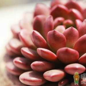 冬季多肉植物被冻伤了怎么办？