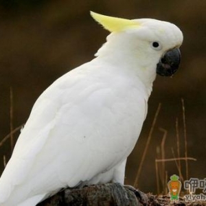 雨伞凤头鹦鹉应该如何饲养？
