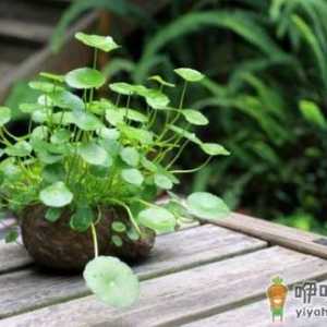 铜钱草是什么？铜钱草对家居环境的影响