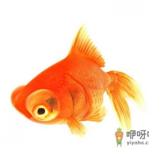 金鱼的种类-金鱼的家居风水应用