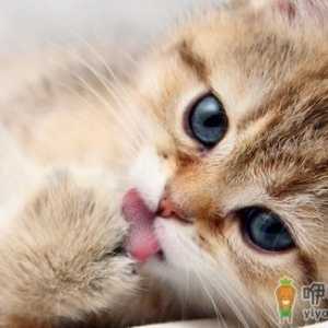 猫咪受伤出血了怎么办 猫咪急救措施大全