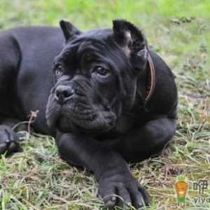 卡斯罗犬多少钱一条？卡斯罗犬怎样训练？