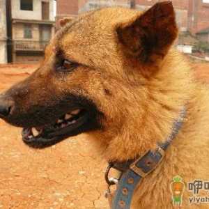 中华田园犬是什么狗？中华田园犬怎样训练？