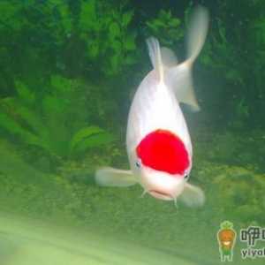 丹顶锦鲤怎么养？丹顶锦鲤的简介