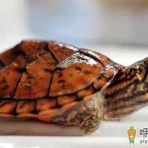 稚龟和幼龟的饲养方法