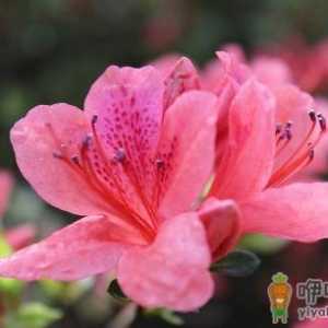 引起杜鹃花黄化的原因
