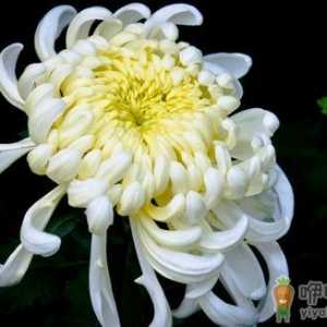 菊花怎么养？菊花的养护方法