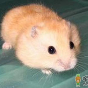 布丁仓鼠怎么养？布丁仓鼠的习性