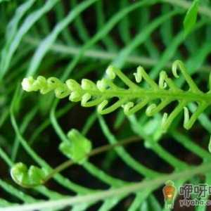 富贵蕨对环境的影响-富贵蕨的风水作用