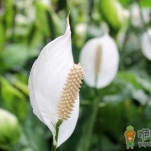 白掌的对环境的要求和养殖要点