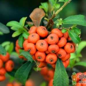 火棘的果实不艳丽的解决方法