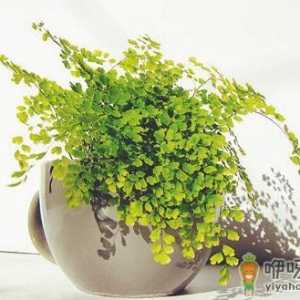 铁线蕨的特征是什么？