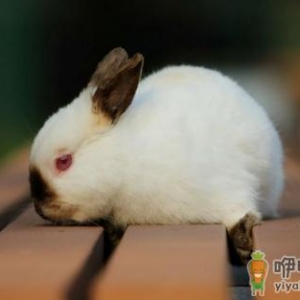 给喜马拉雅兔吃什么最好？