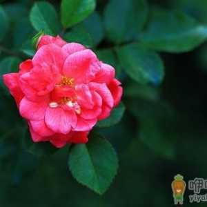 钻石玫瑰怎么种植？钻石玫瑰的栽培方法