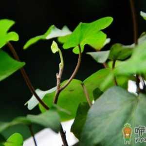 盆栽常青藤如何养殖？盆栽常青藤对土壤的要求