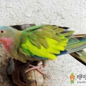 公主鹦鹉的饲养方法 公主鹦鹉价格