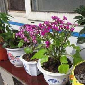教你自制免费的养花肥料