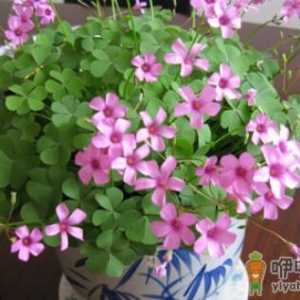 教你配制花卉营养液的方法