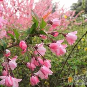 海棠花对家居环境的影响-海棠花的作用