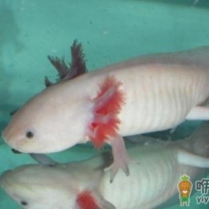 六角龙鱼吃什么？六角龙鱼怎么养？