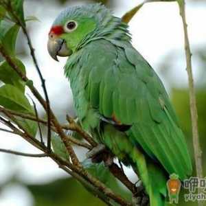 红额亚马逊鹦鹉的简介 红额亚马逊鹦鹉的产地