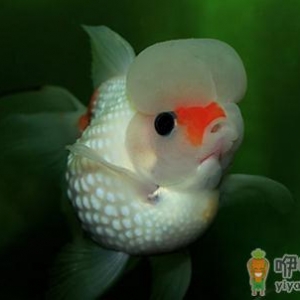 彩色球形珍珠金鱼如何进行性别区分？