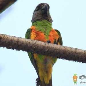 金色锥尾鹦鹉的饲养方法 金色锥尾鹦鹉的价格