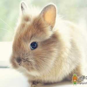 狮子兔的简介-狮子兔是什么样的？