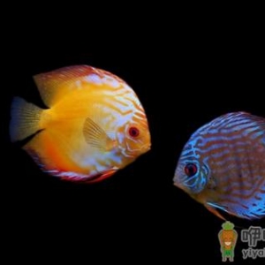 什么原因会导致七彩神仙鱼倒立？遇到倒立怎么办